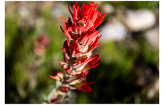 blog-vibrant-paintbrush.png