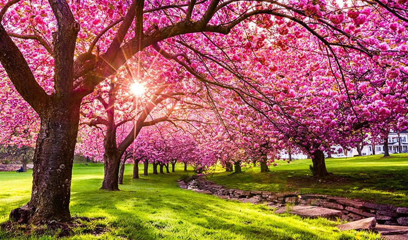 cherry blossoms
