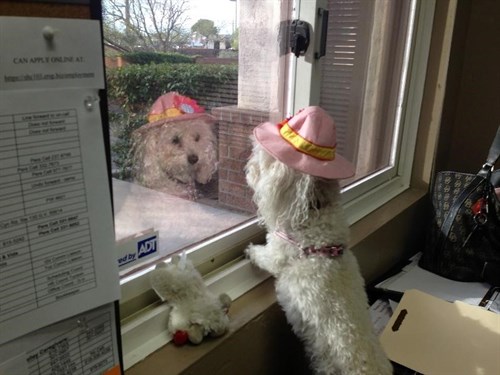 SYNERGY Home Care Tails Fostering Four -Legged Love 1