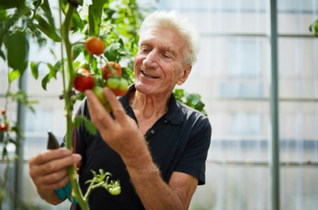 senior man picking tomatoes